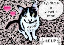 por que no esta el gato en casa